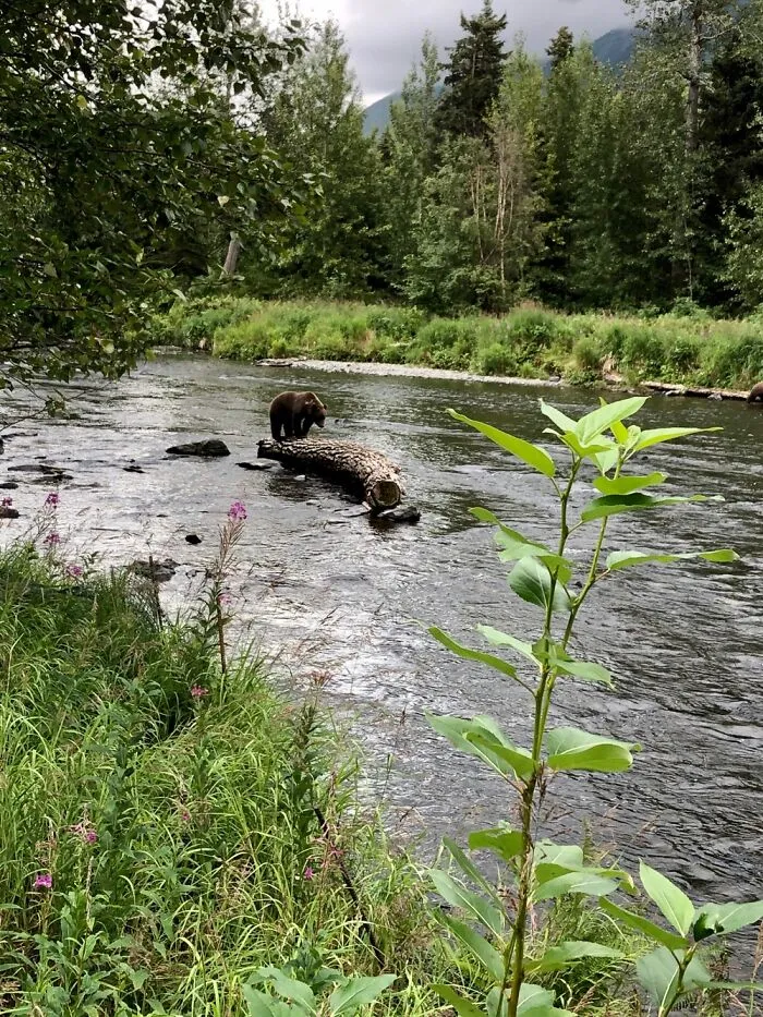 Alaskan Bear On A Cloudy Day.