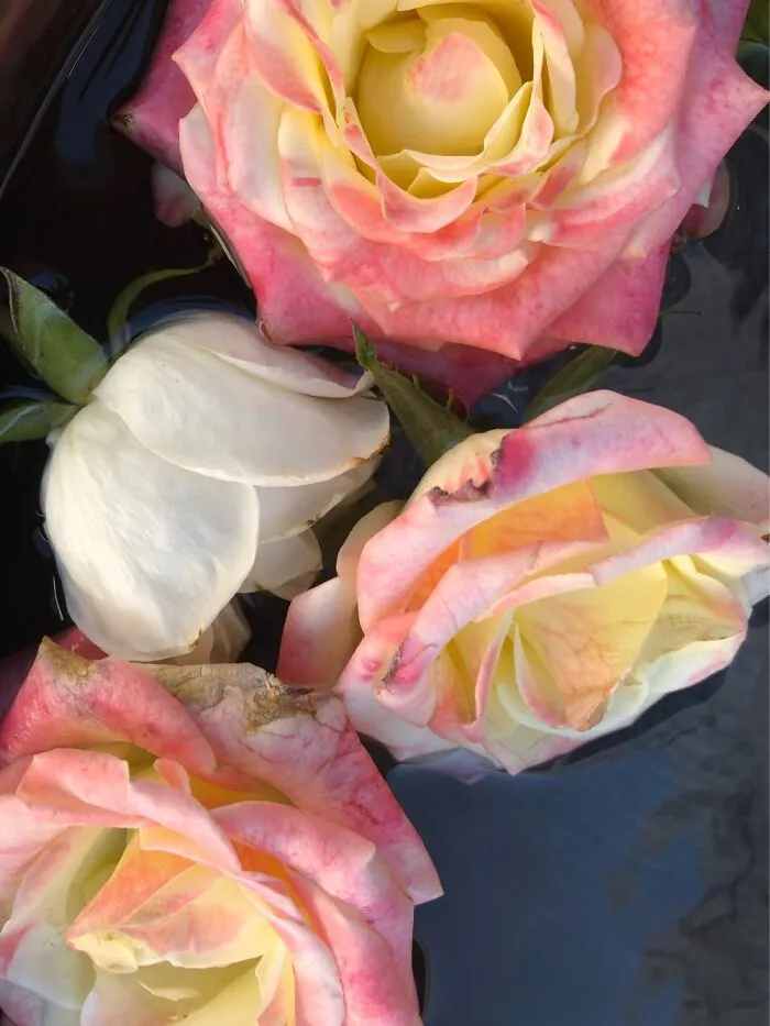 Roses In San Miguel De Allende, Guanajuato, Mexico
