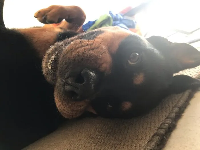 I Couldn’t Miss This!!! This Is My Good Girl, Holly (She’s A Total Softy!)