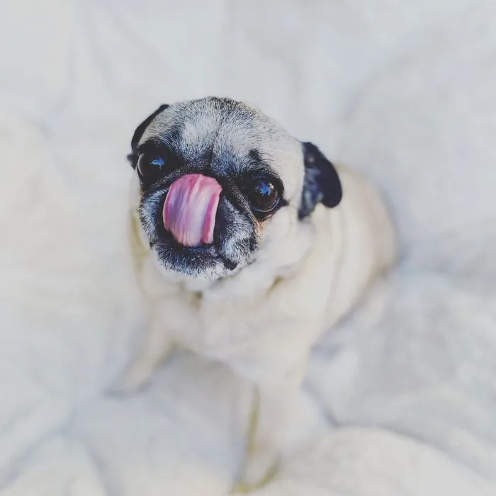 Glynda The Good Pug Has Many Talents