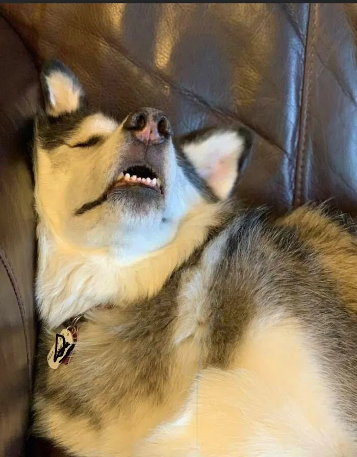 The Majestic Husky….
