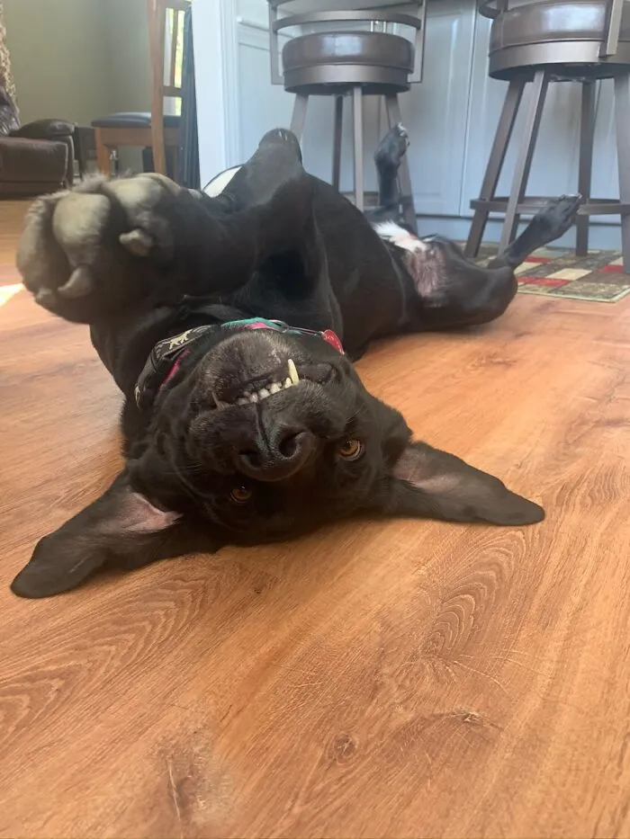 This Is My Dog Akela. She’s A 7 Year Old American Lab And She Demands Belly Rubs
