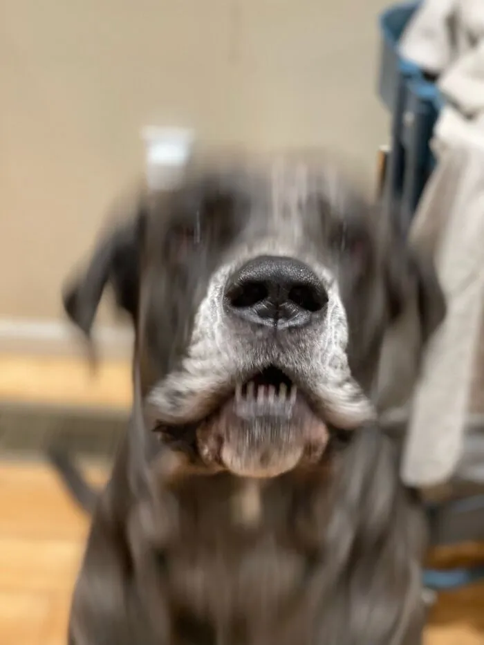 He Was Barking