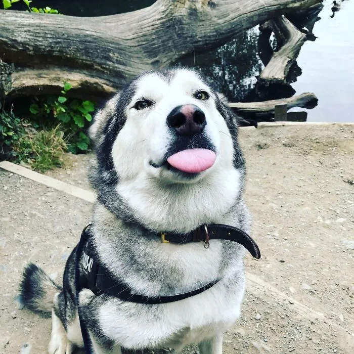 My Goofy Puppy At Heart Girl!