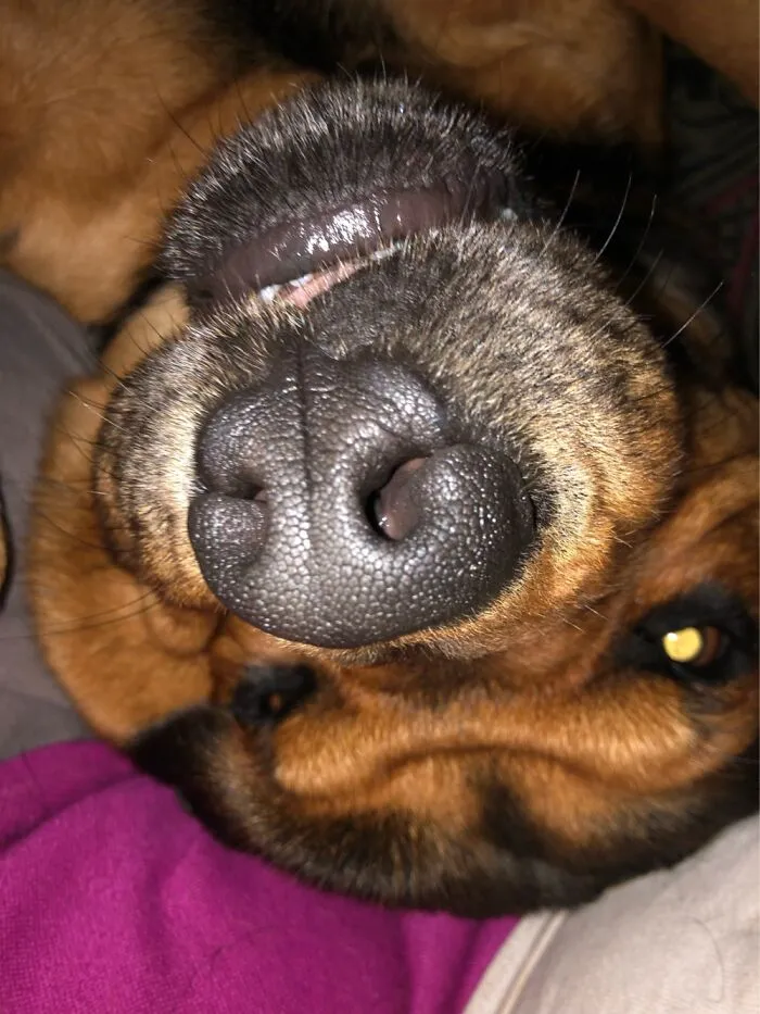 My Goofy Gizmo!