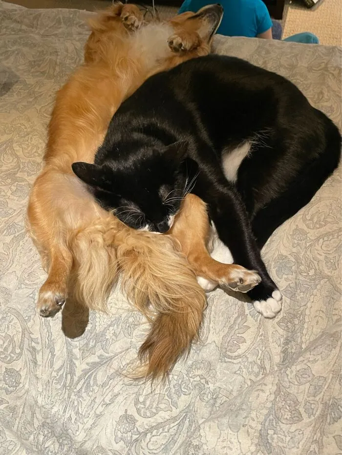 The Perfect Pillow