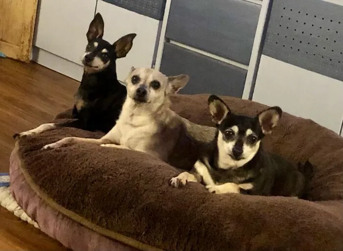 The Three Amigos