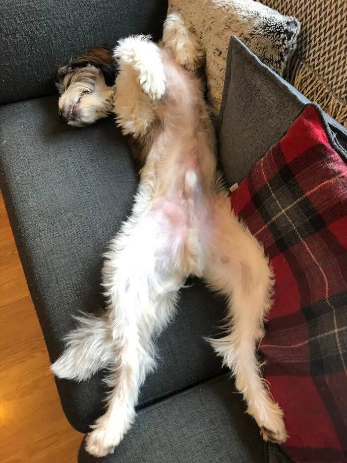 Another Broken Dog