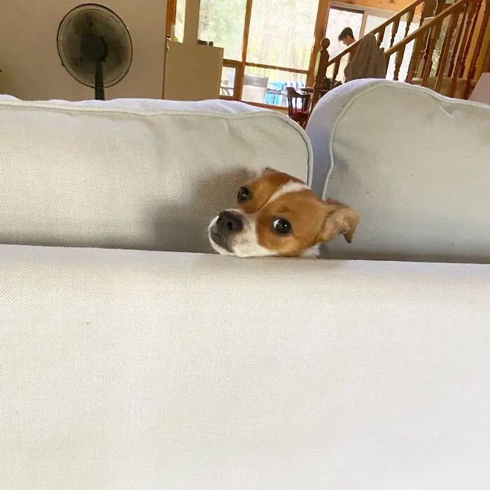 Safe Place After Being Stung By A Bee!