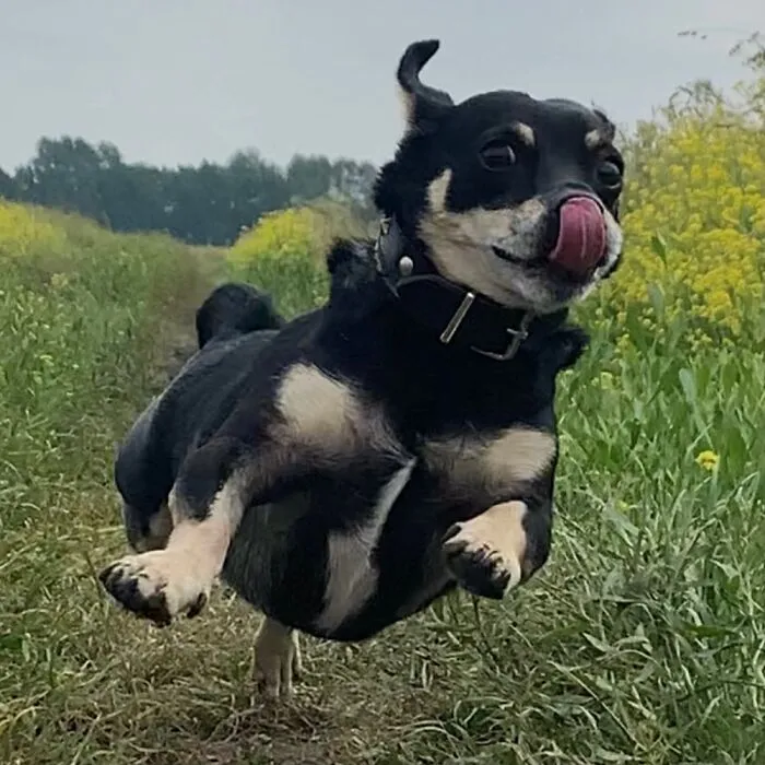 Hugo On Full Speed…. No Words 🤣