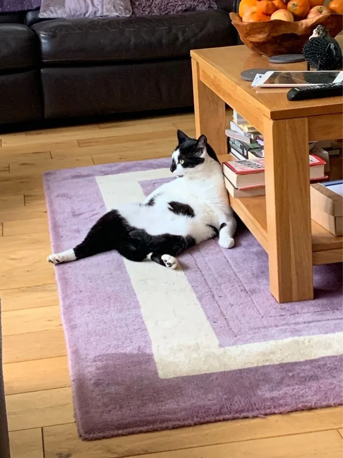 My Cat Domino Chilling Out Whilst Letting It All Hang Out
