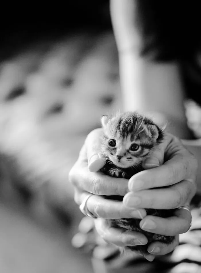 Did A Photo Shoot For A Kitten Rescue