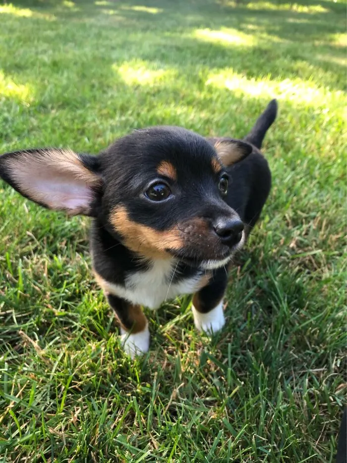 My Freinds Dog