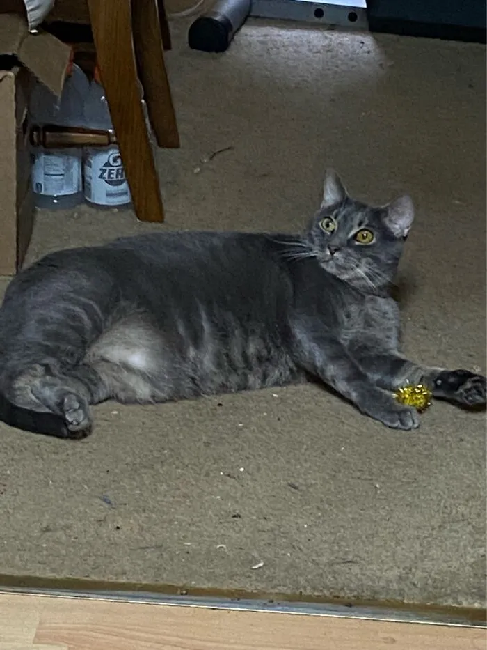 My Sweet Thor With His Favorite Toy.