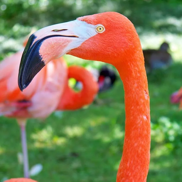 I Took This At The Zoo In Birmingham, Alabama Several Years Ago.
