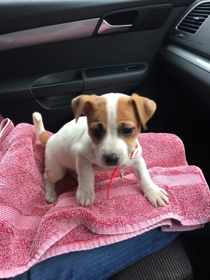 Picked Up My Pup X