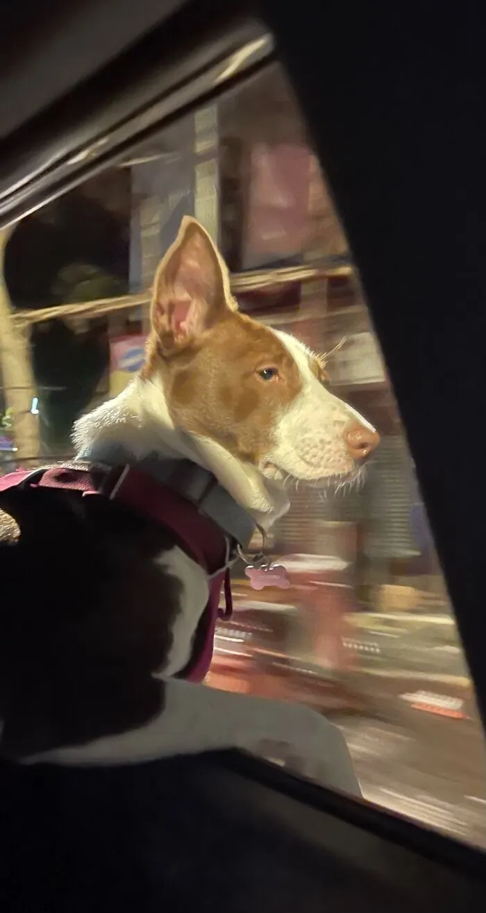 Cocoa Used To Vomit In Cars… Now She’s A Champ