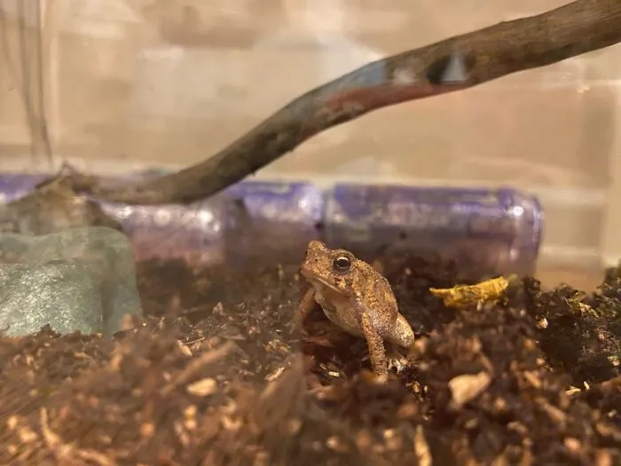 My Baby Toad :d
