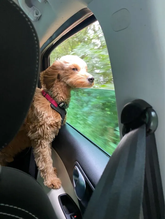 Hooman Is Getting Me Doggles So I Can Do This On Every Journey!!