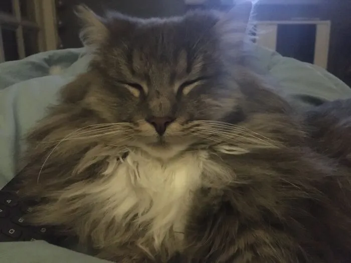 My Cute Lion, Nixon. Best Buddy Ever.