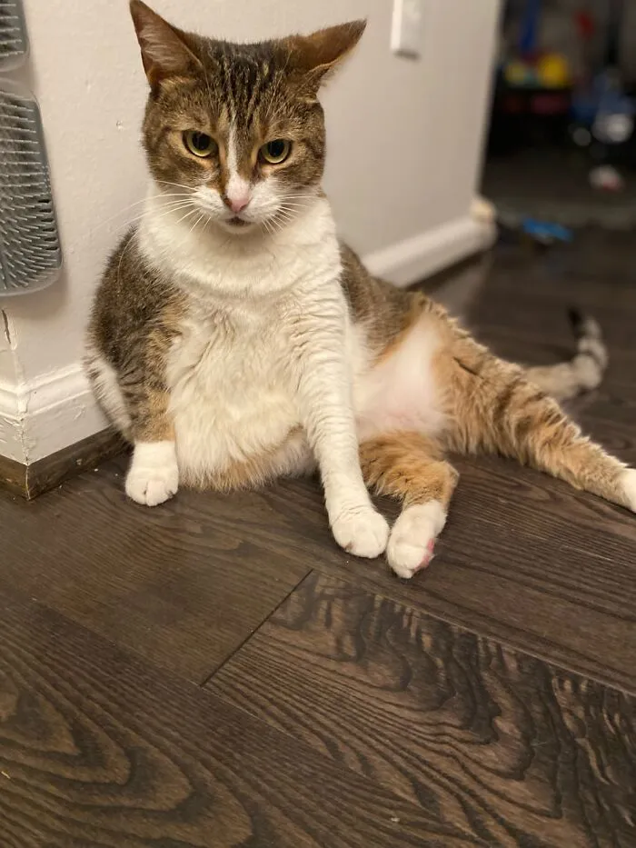 Queen Bean