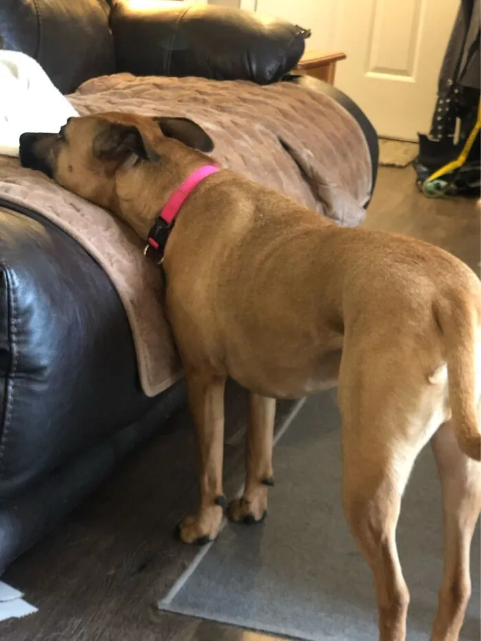 Show Me A Picture Of Your Pet Being Silly