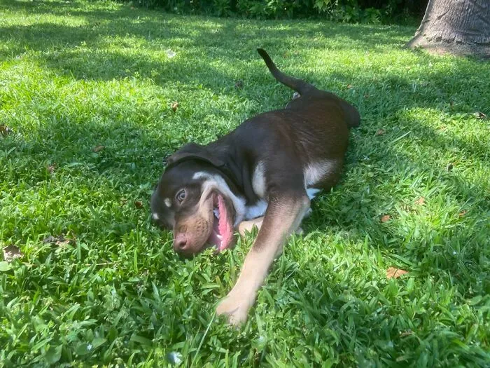 My Pup Looks Insanely Happy Here And Thatβs Pretty Awesome N Cool.