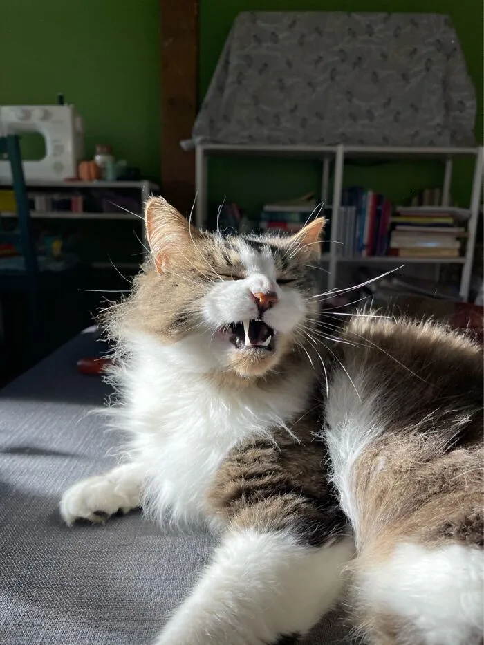 *meroww-*