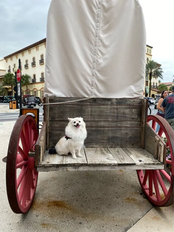 An Old Horse Drawn Wagon. Does That Count?