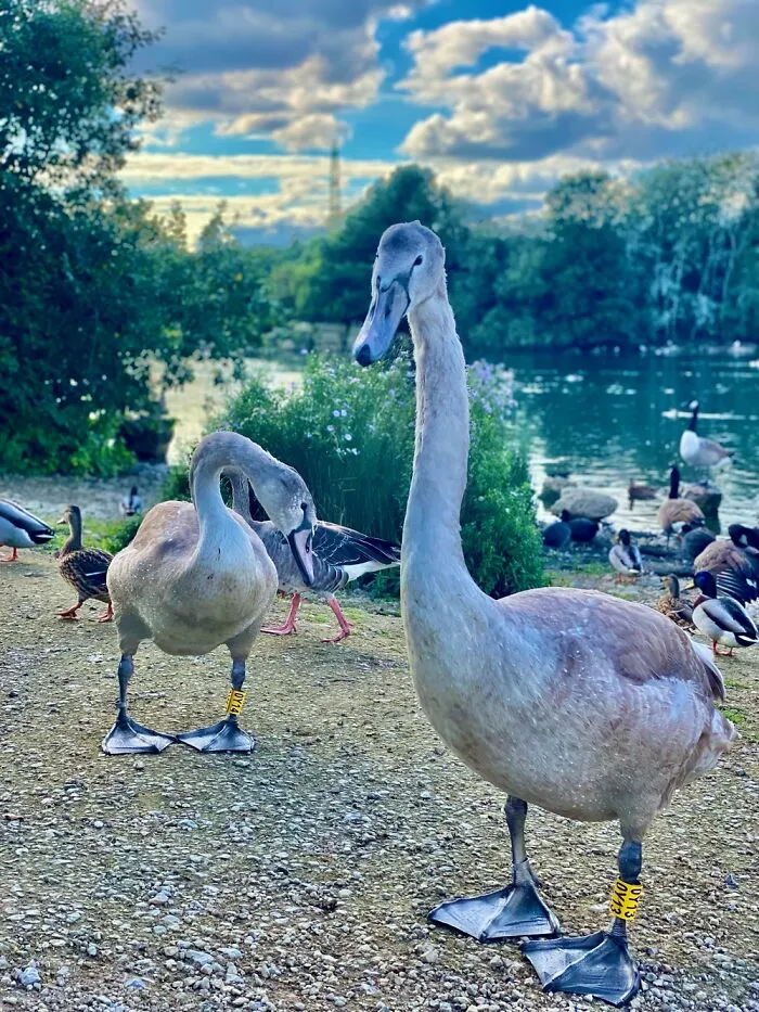 Cygnets At My Local Park. They Now Spot Me And Come Over For Food.