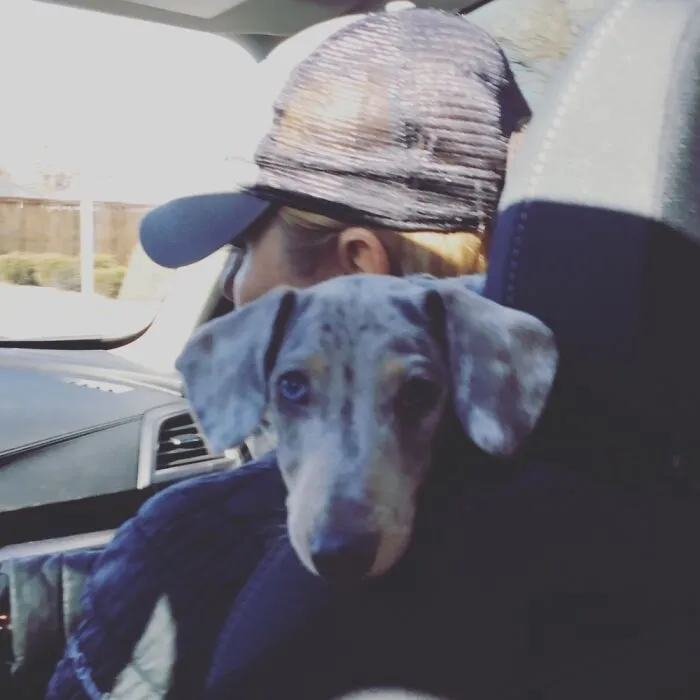 I Have A Car Parrot