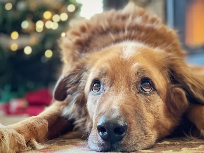 Miss This Good Boy.