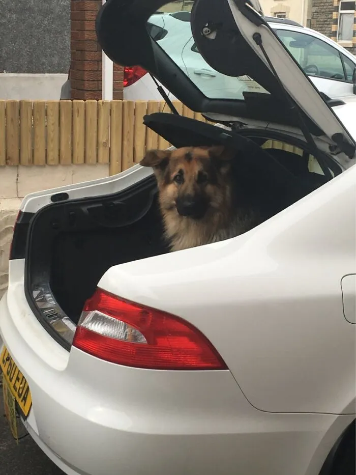 As Soon As The Boot Is Open He Dives In