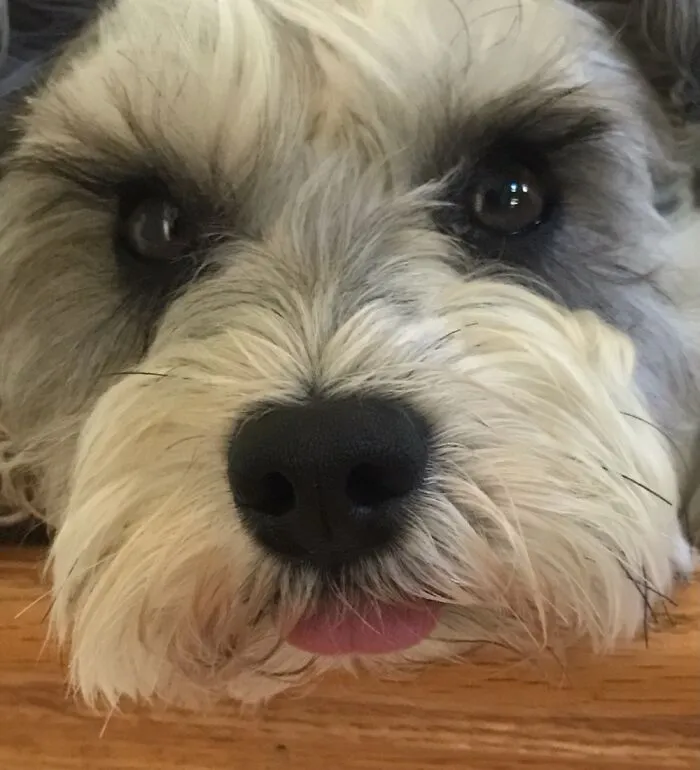 Liesl