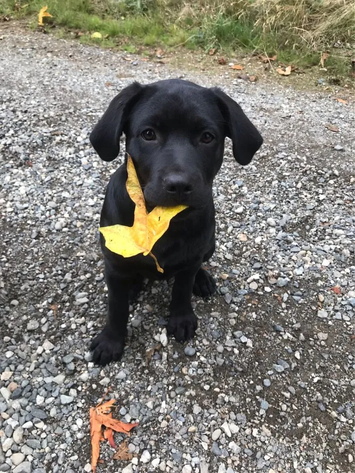 Ripley Caught A Leaf!  So Proud Of Herself