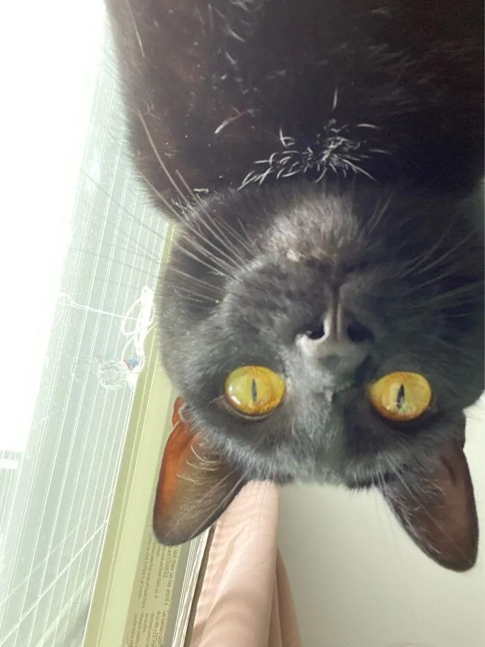 Henlo