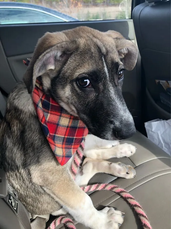 Puppy Eyes..literally