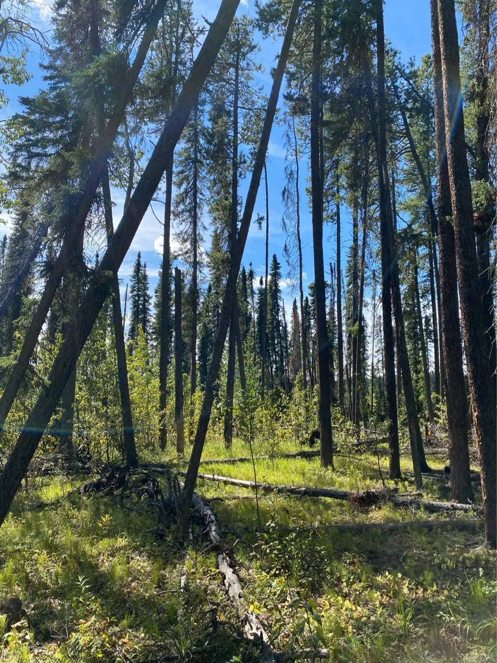 Our Summer Backyard