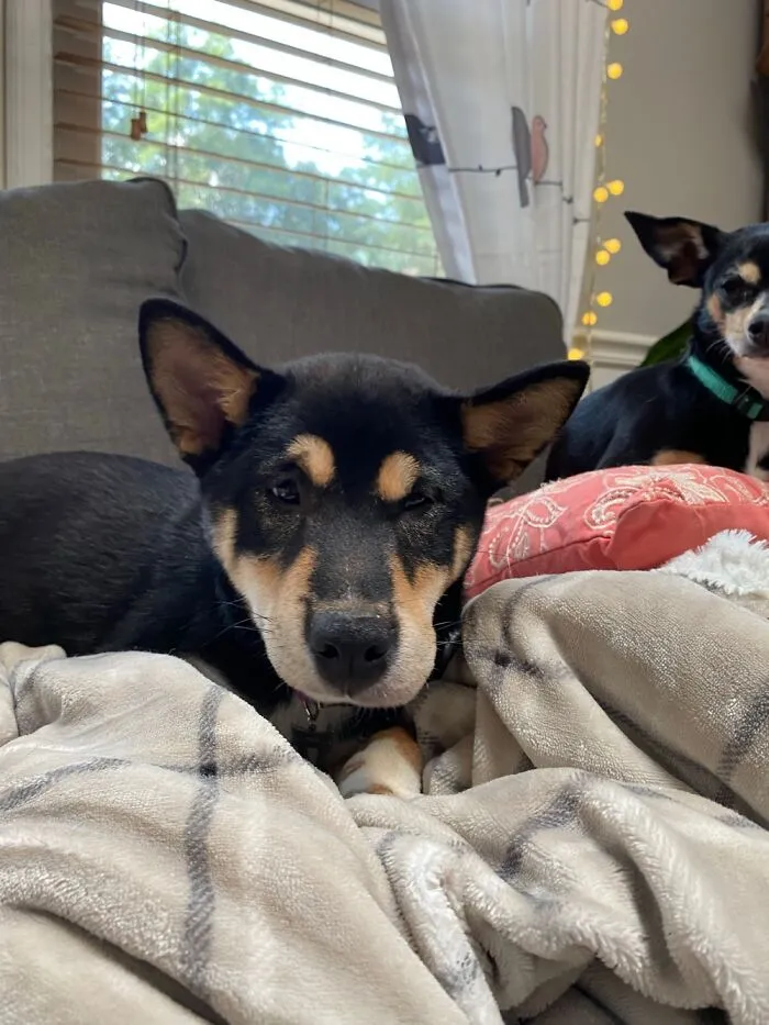 Our Shiba Torri Got Too Close And Personal With A Bee.