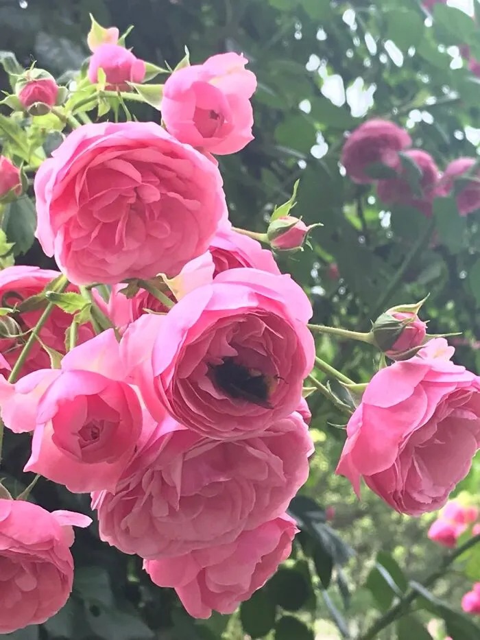 Soft Pink