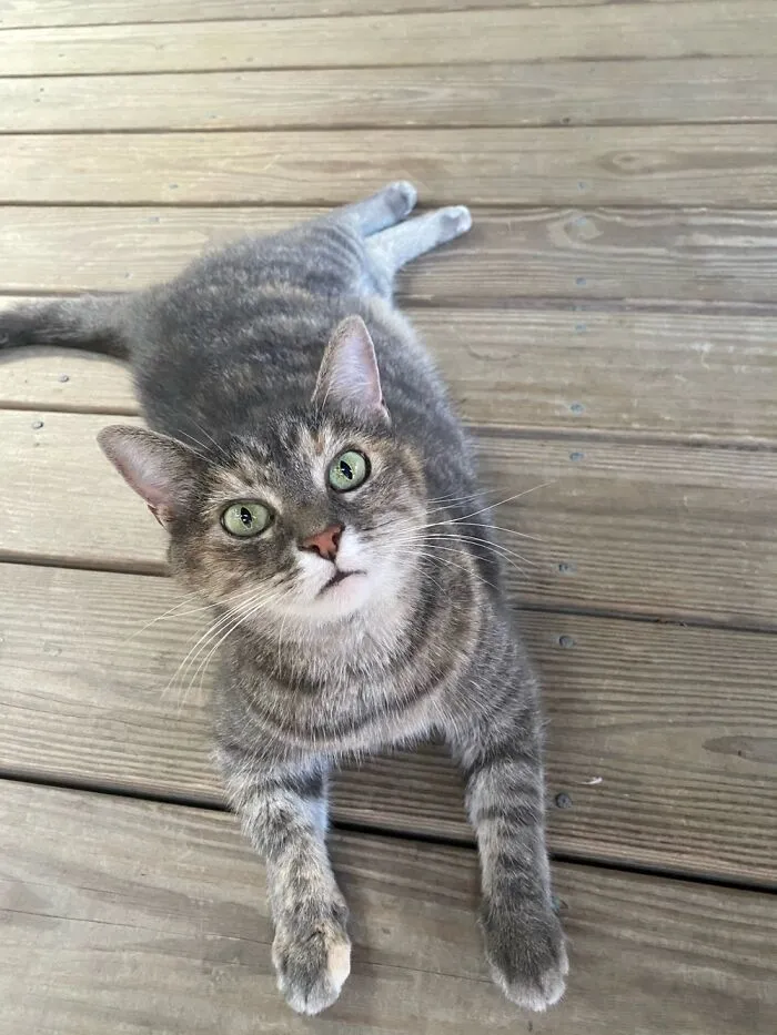 My Sweet Girl, Kitters