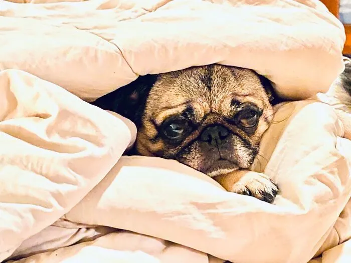 Pug Burrito