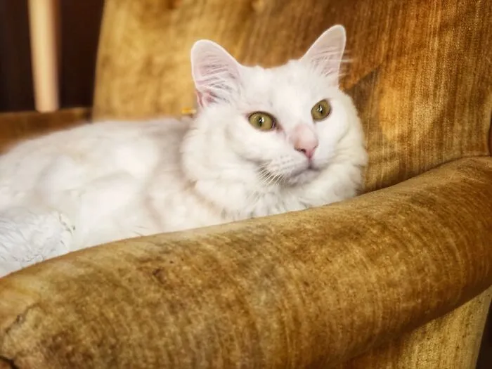 Fancy Floof