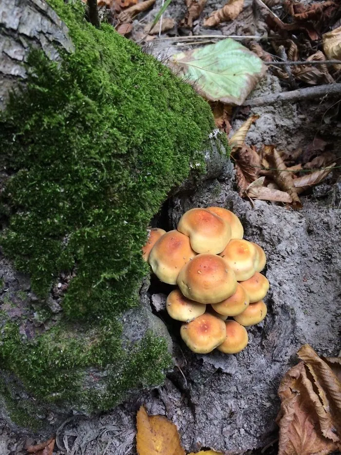 Nature