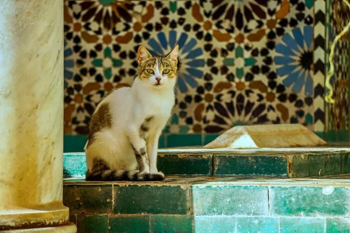 Very Regal