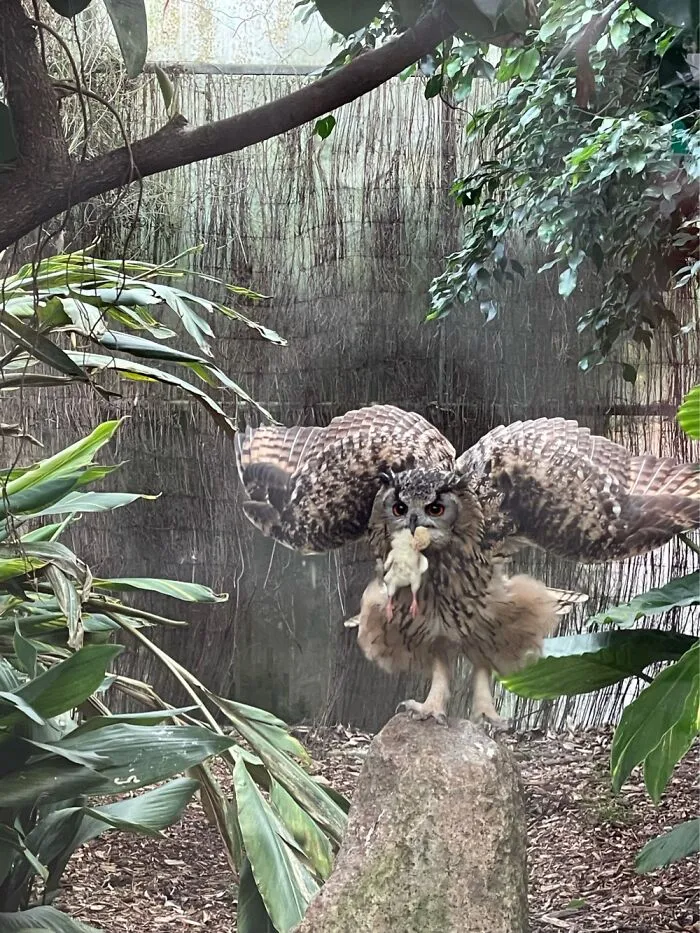 Hungry Owl