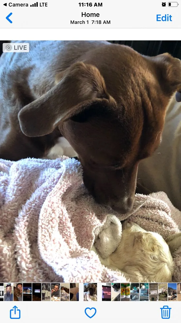 Choco And A Baby Goat