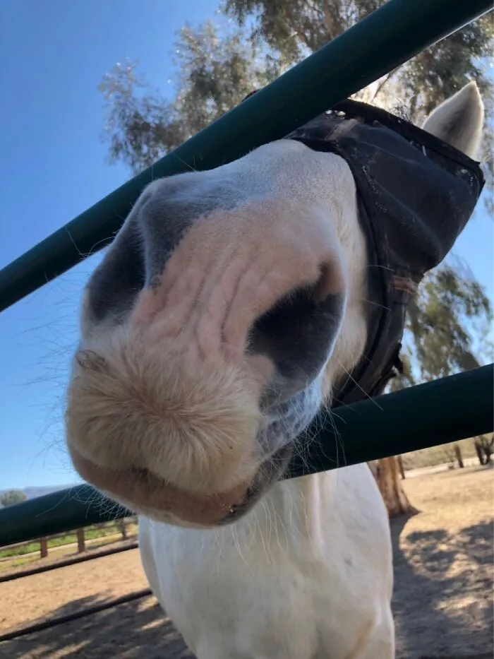 Smooches From Avatar The Percheron