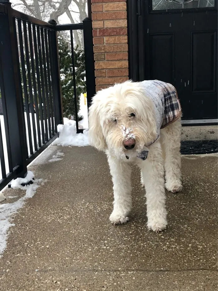 Our Little Furball, Abby, Outside Enjoying A Winter Morning.