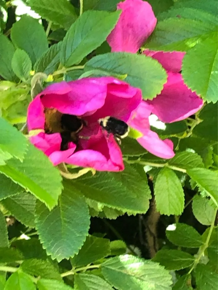 Two Bees In One Flower